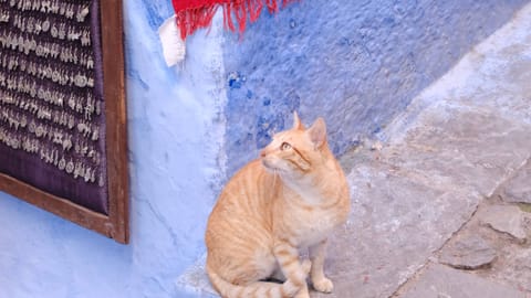Morocco — DSCF8937 Rif Al Andalous, Chefchaouen, Morocco | XC15-45mm f5.0 1/280s ISO5000